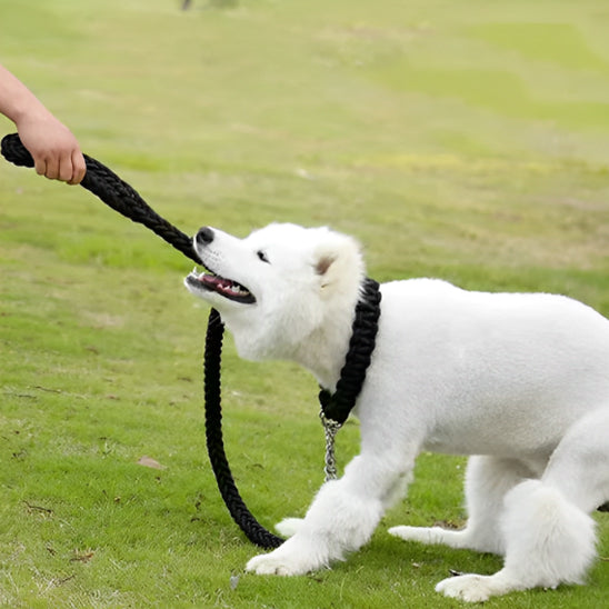 Laisse chien | Confort