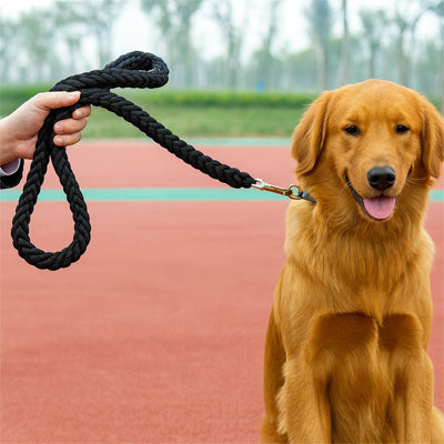 Laisse chien | Ergonomique