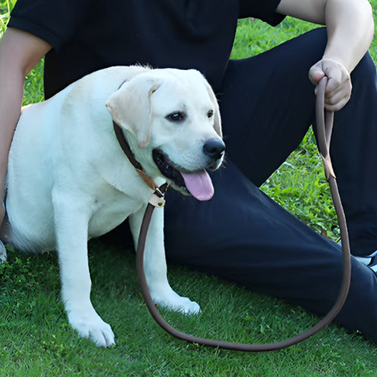 Laisse chien | Robuste