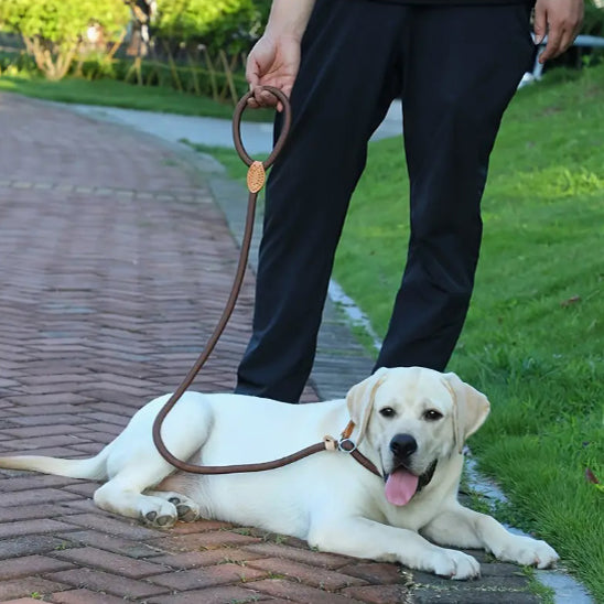 Laisse chien | Robuste