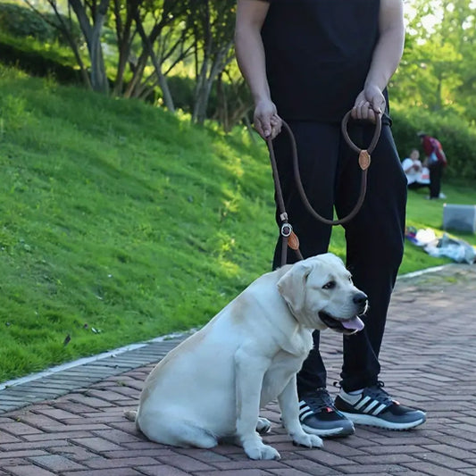 Laisse chien | Robuste