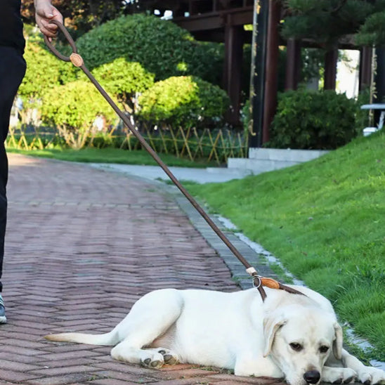 Laisse chien | Robuste