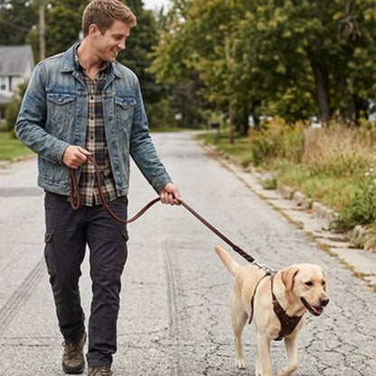 Laisse chien sortie sur route