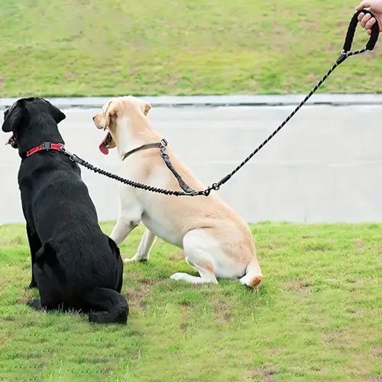 Laisse double pour chien bonne tenue