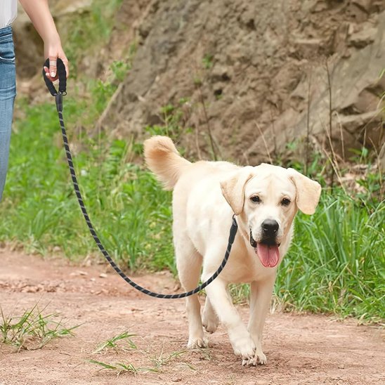 Laisse double pour chien promenade pour un seul chien