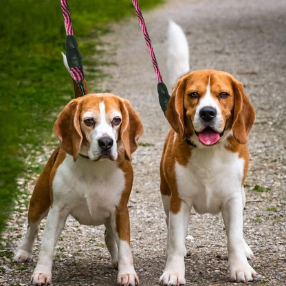 Laisse double pour chien promenade duo
