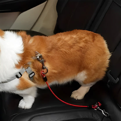 laisse pour chien bien attaché