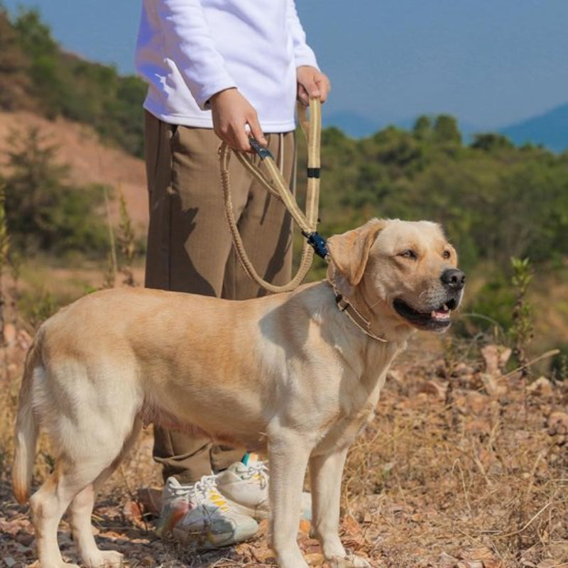 Laisse pour chien au pied