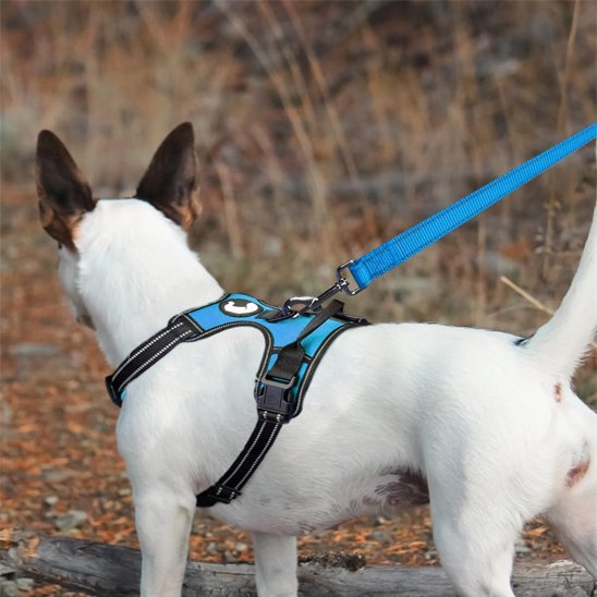Laisse pour chien bleue