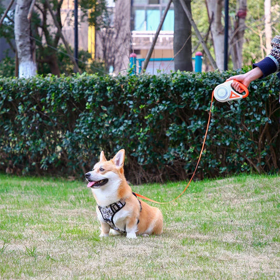 Laisse pour chien | LaissEclaire™