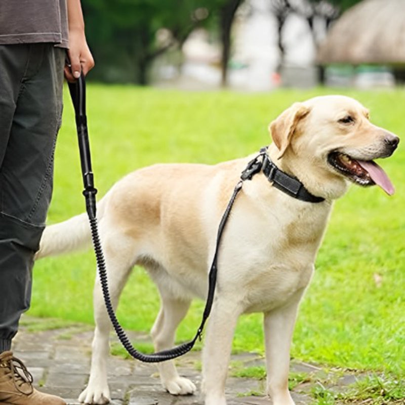 Laisse pour chien noire