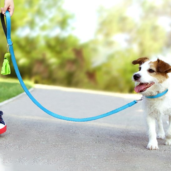 Laisse pour chien pratique