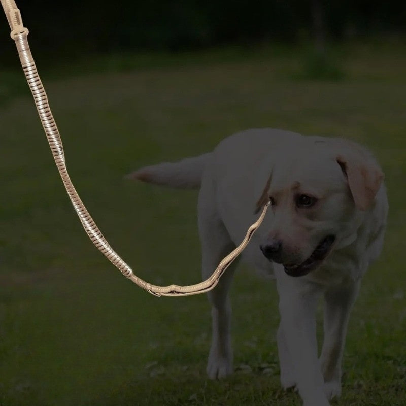 Laisse pour chien promenade nocturne