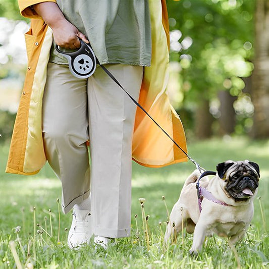 petit chien promenade en laisse en forêt
