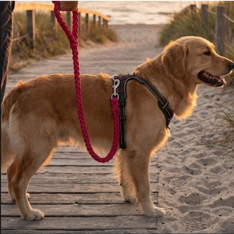 Laisse pour chien en promenade à la mer
