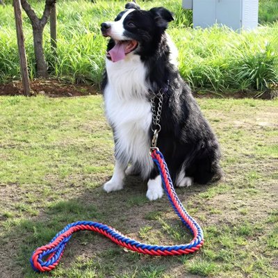 Laisse pour chien rouge et bleu