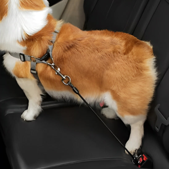 laisse pour chien à l'arrière