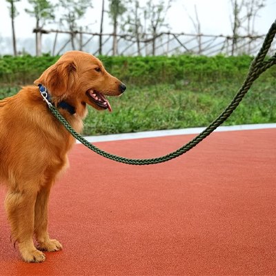 Laisse pour chien vert et noir