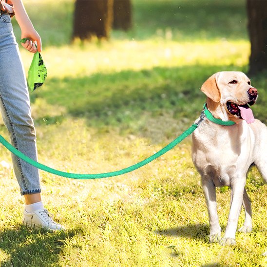 Laisse pour chien verte