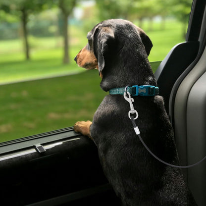laisse pour chien en sécurité à la vitre