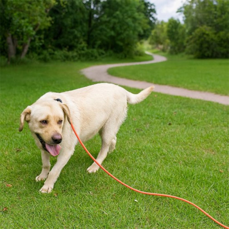 Longe chien orange