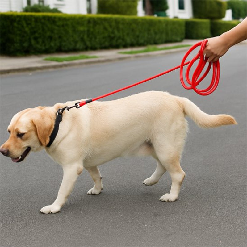 Longe chien rouge