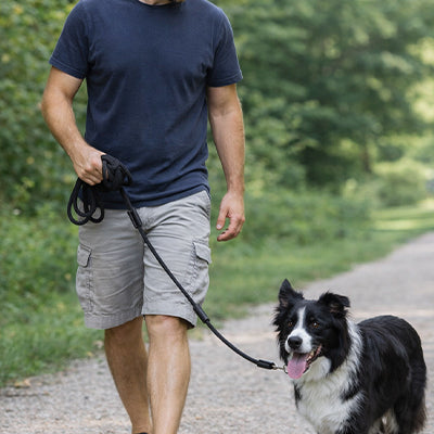 Longe pour chien noire à la campagne