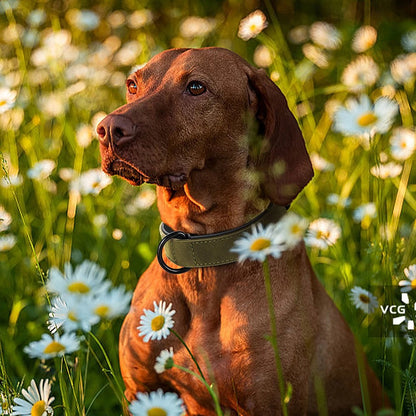 Collier chien | Confort Premium