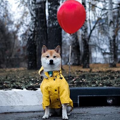 manteau chien ciré jaune chien assis avec ballon