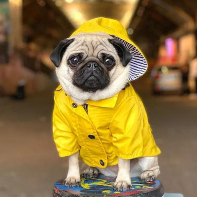 manteau chien ciré jaune attente en ville