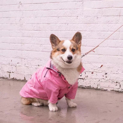manteau chien ciré rose promenade en laisse