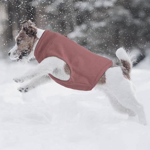 chien avec son gilet d'hiver dans la neige