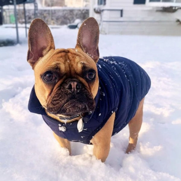 Manteau pour chien | Imperméable Hivernal