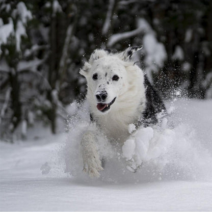 Manteau pour chien | Imperméable Hivernal