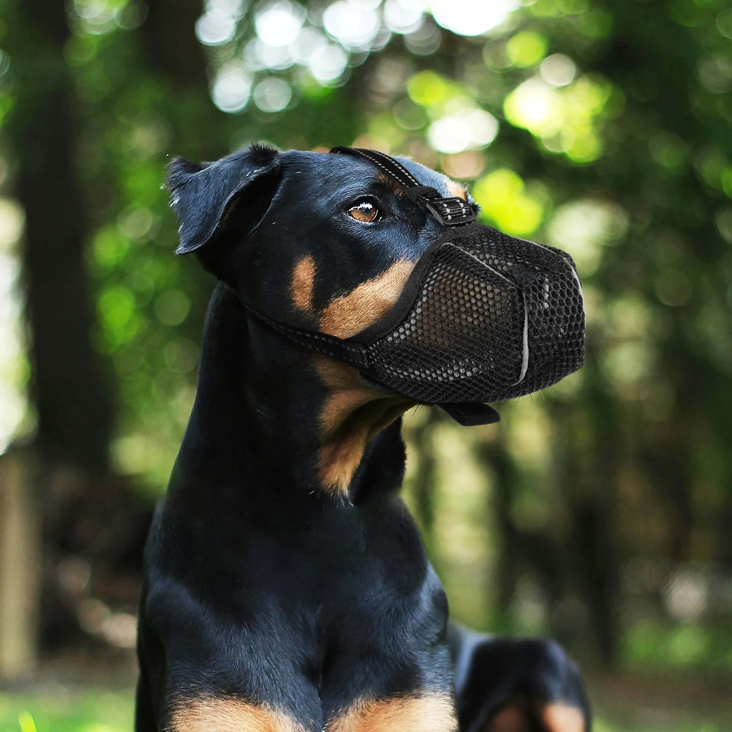 Muselière | Respirante™