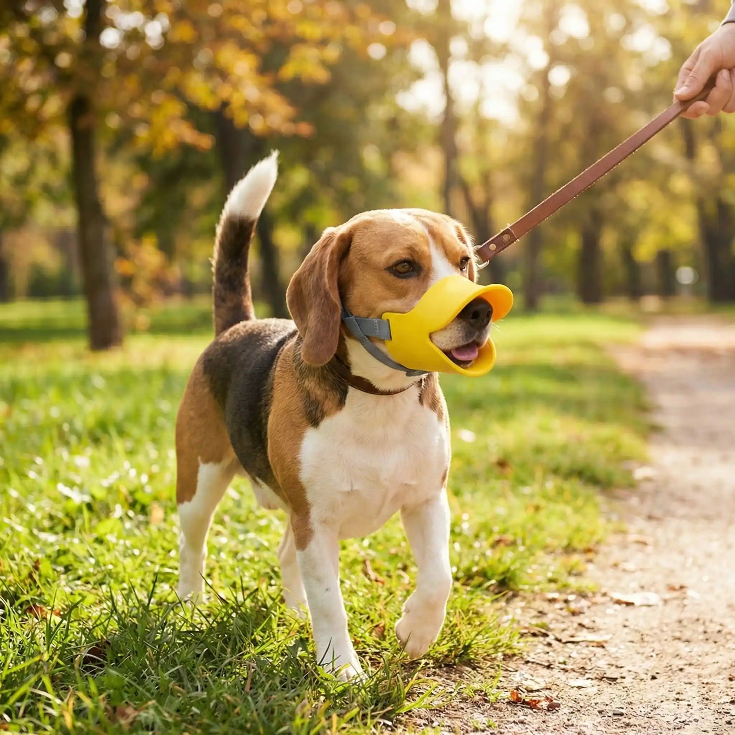 Promenade en forêt avec la muselière chien