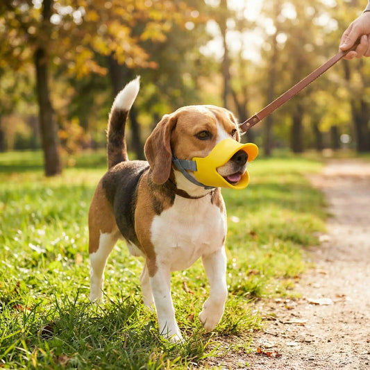 Promenade en forêt avec la muselière chien