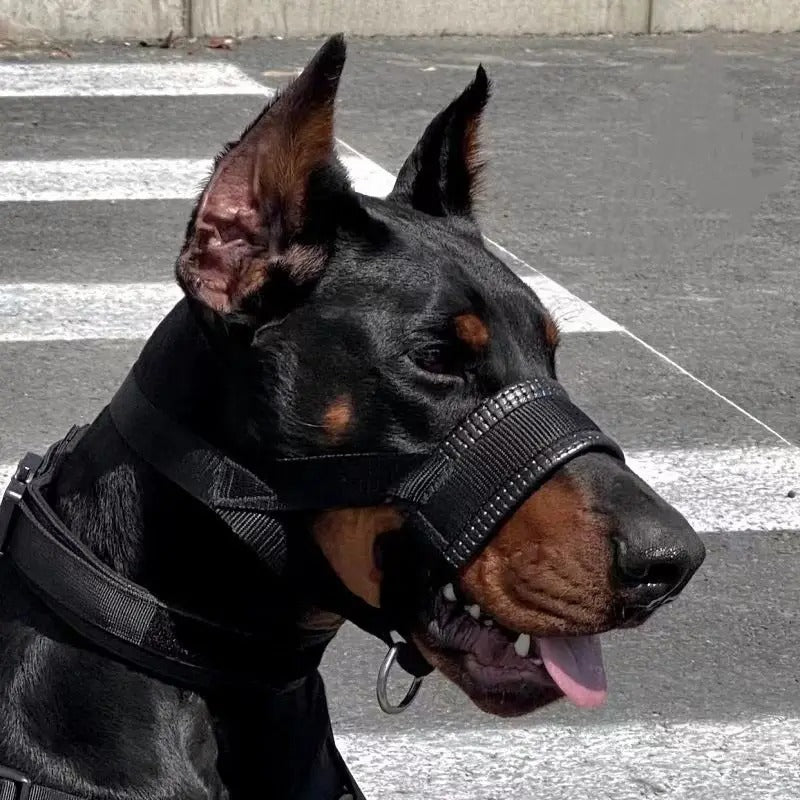 muselière sur doberman en ville