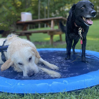 Piscine pour chien Coolpet 2 chiens heureux