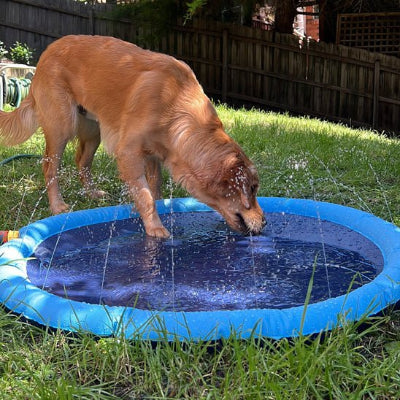 Piscine pour chien Coolpet extérieur chien boit