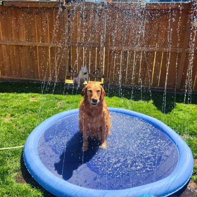 Piscine pour chien Coolpet gros chien assis avec jets d'eau