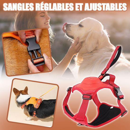 Harnais et laisse pour chien | Canykit™