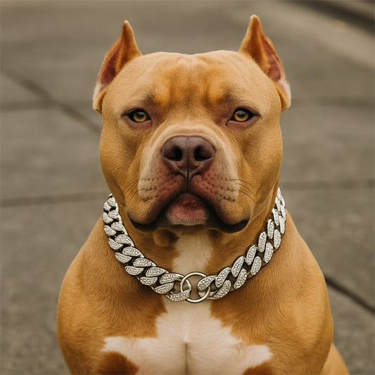Collier pour chien | Luxe Cubain