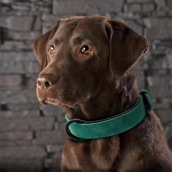 Collier chien | Confort Premium