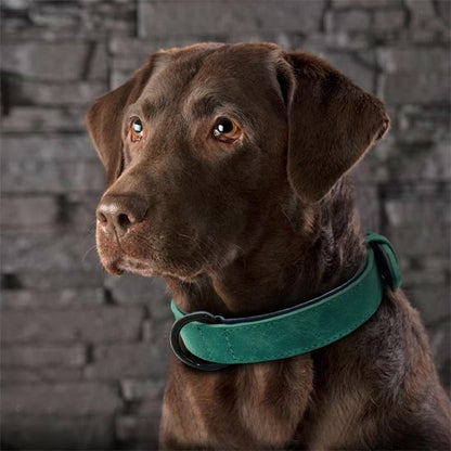 Collier chien | Confort Premium