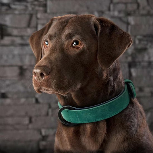 Collier chien | Confort Premium