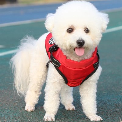 Manteau Chien | MaxiTout™