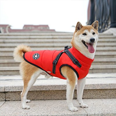 Manteau Chien | MaxiTout™
