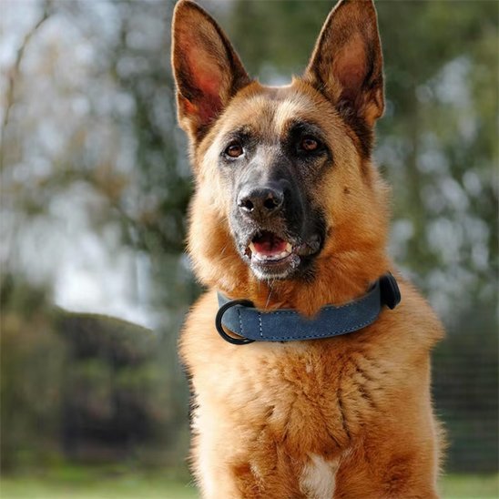 Collier chien | Confort Premium