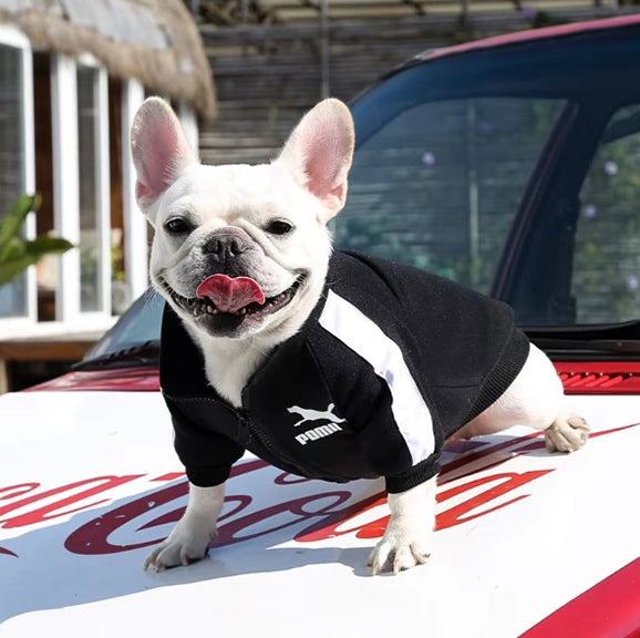 Pull chien | Confort Ultra